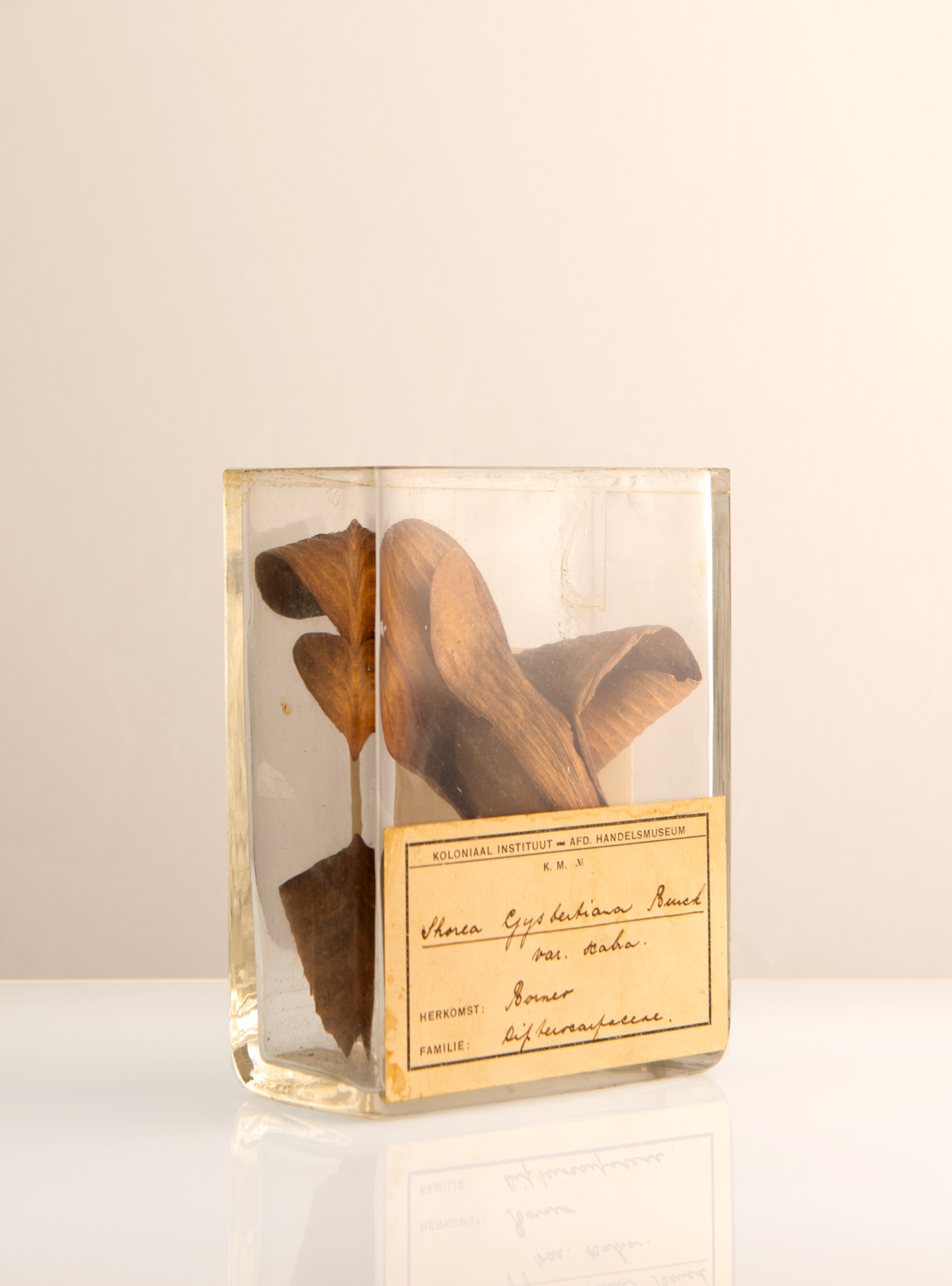 Hout uit Sumatra, Naturalis